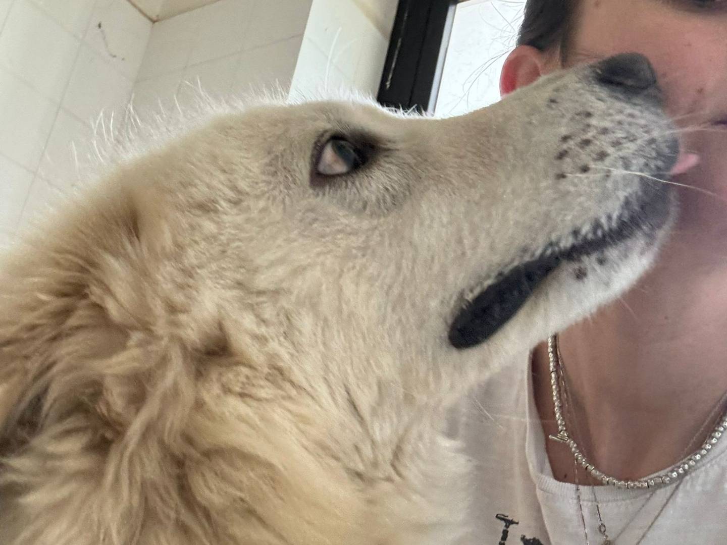 Adotta un cane, taglia grande, maschio, Bari