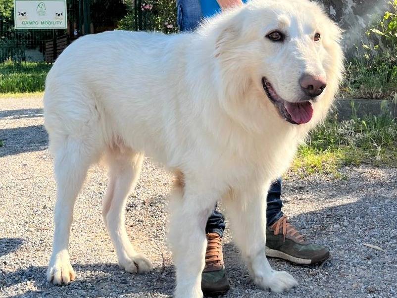 Vuoi adottare un cane a Milano?