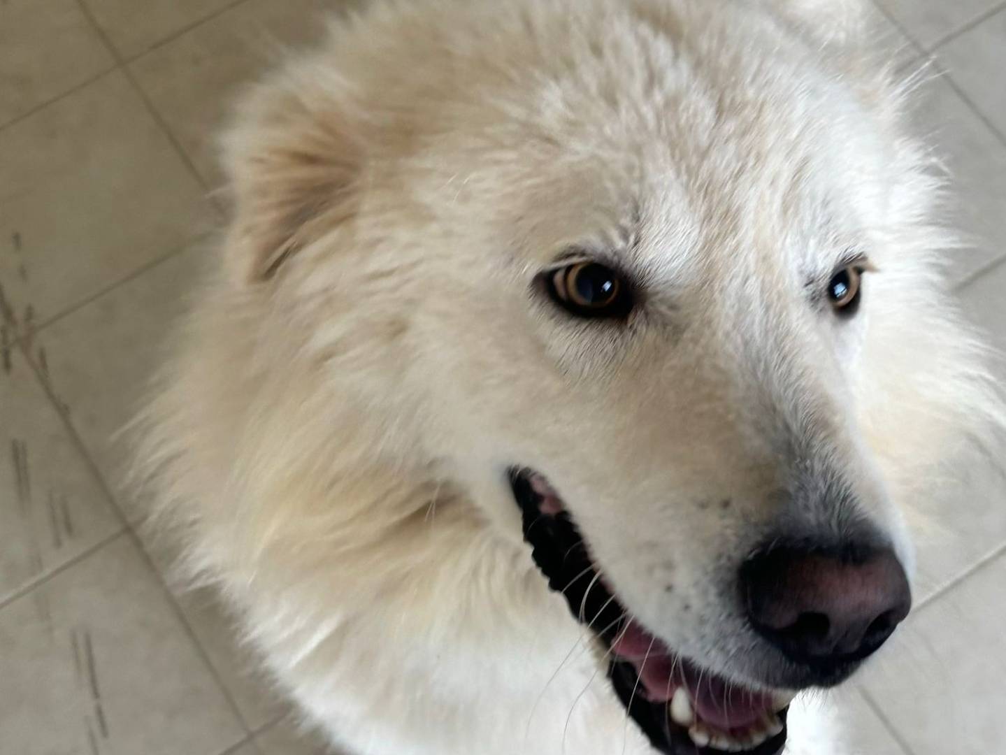 Vuoi adottare un cane a Bari?