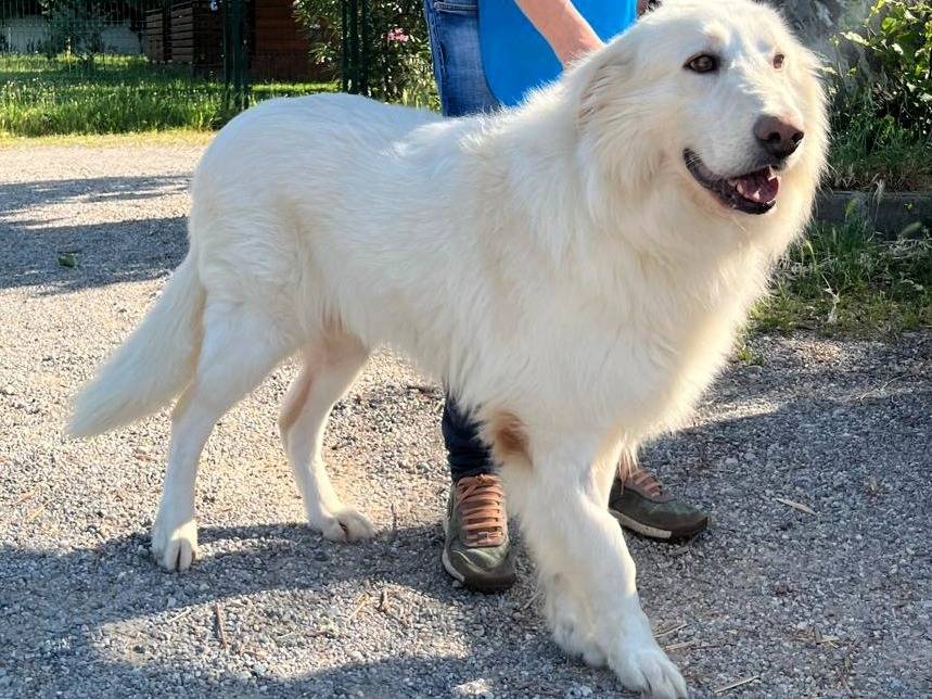 Adotta il cane RAMBO a Milano