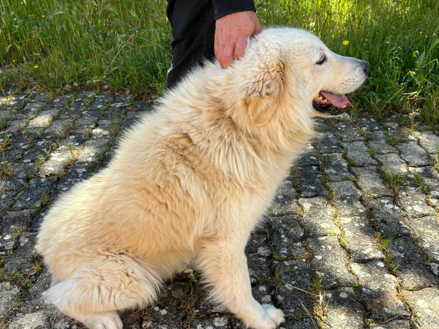 Adotta il cane Swen a Bari