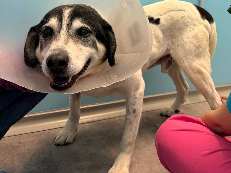 Adozione cane, maschio, Razza sconosciuta Razza sconosciuta, 14 anni e 4 mesi, taglia media, Milano