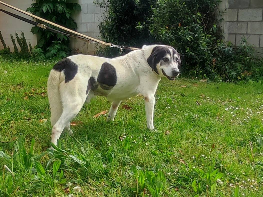Adotta il cane VALERIO a Milano