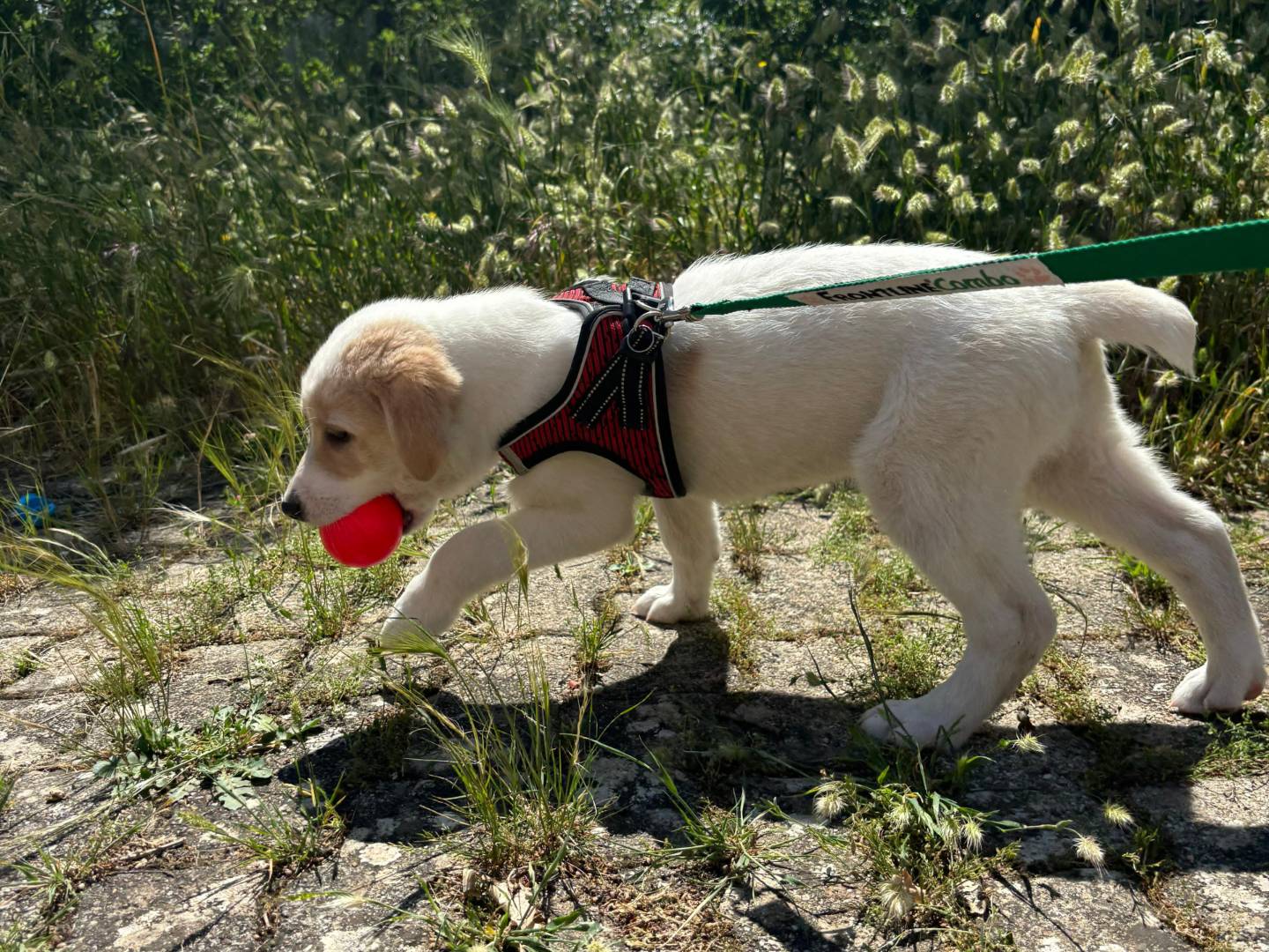 Adozione cane, maschio, Razza sconosciuta Razza sconosciuta, 2 mesi, taglia media, Bari