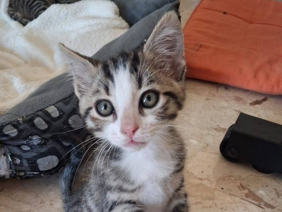 Adozione gatto, femmina, Razza sconosciuta Razza sconosciuta, 6 mesi, taglia non valida, Torino