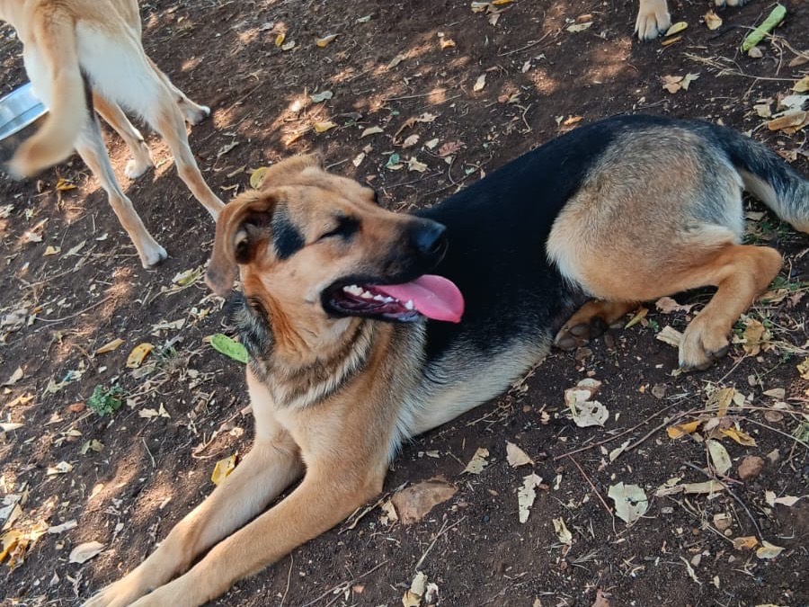 Adotta un cane, femmina, 2 anni e 2 mesi, Latina