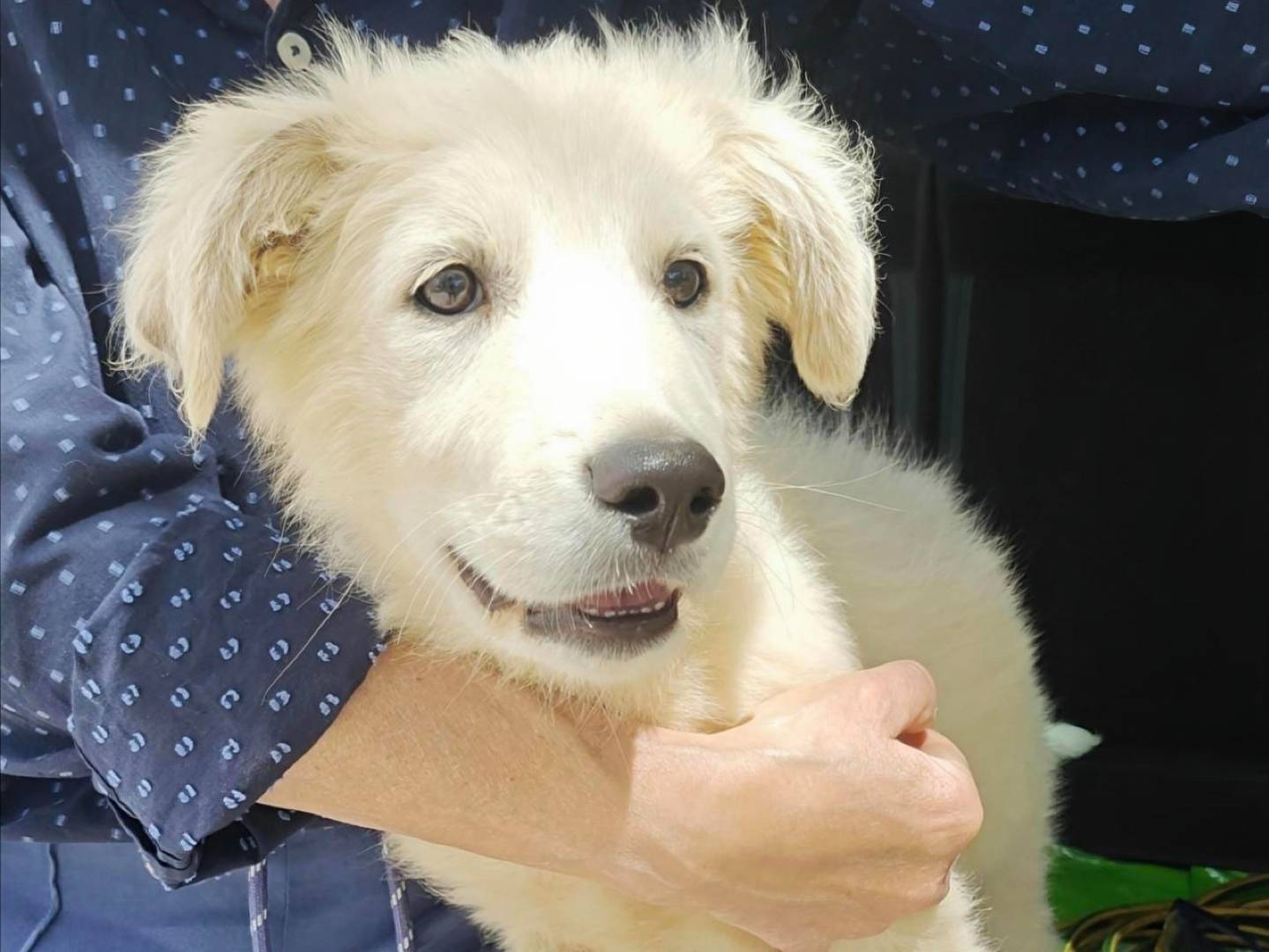 Adozione cane, maschio, Razza sconosciuta Razza sconosciuta, 3 mesi, taglia media, Trapani