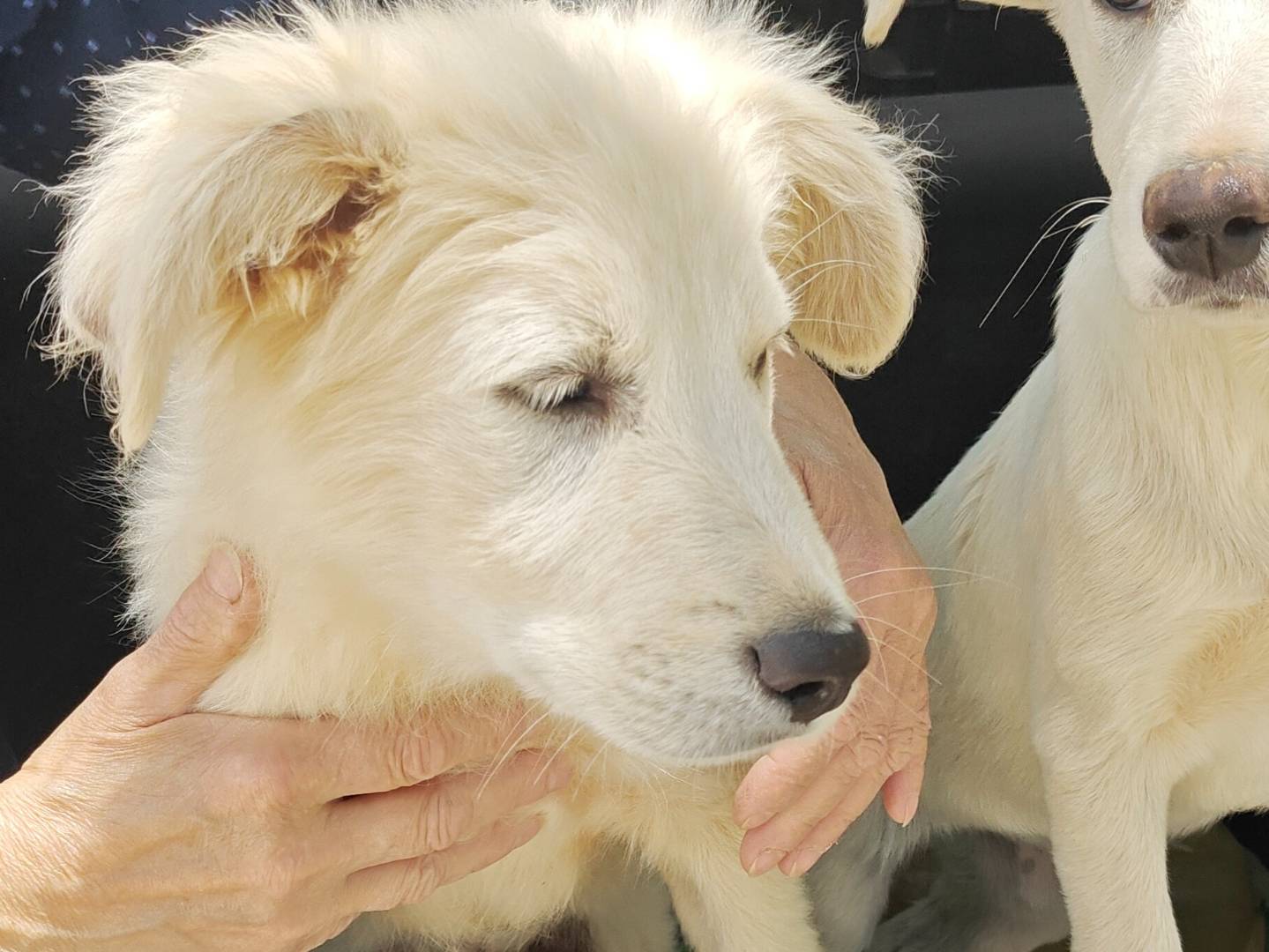 Adotta un cane, maschio, 3 mesi, Trapani