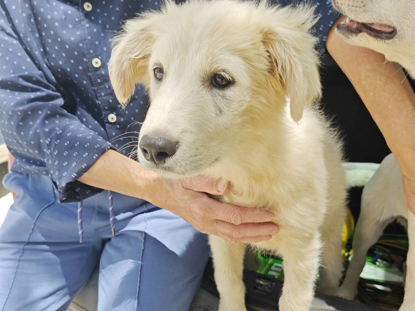 Adotta un cane, taglia media, maschio, Trapani