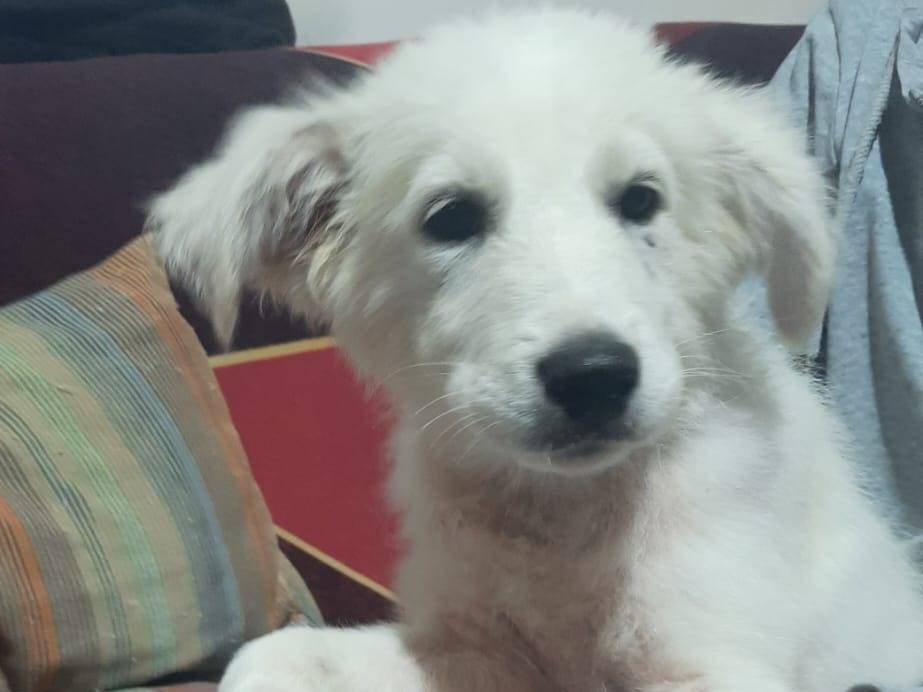 Vuoi adottare un cane a Trapani?