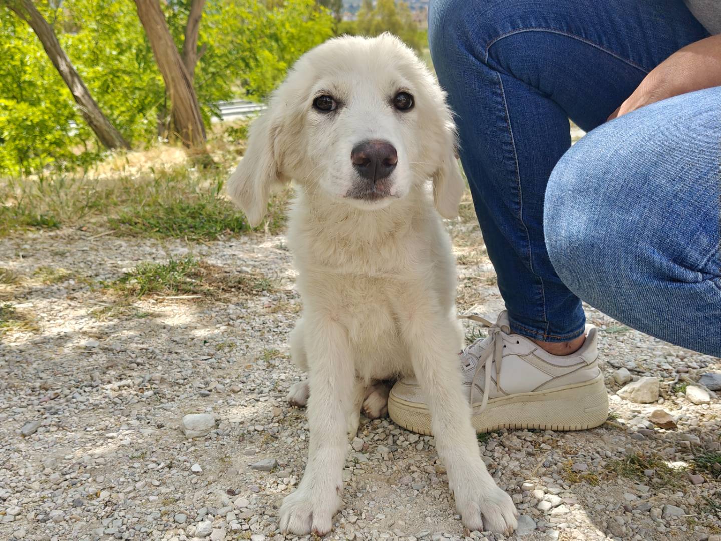 Adotta un cane, femmina, 3 mesi, Trapani