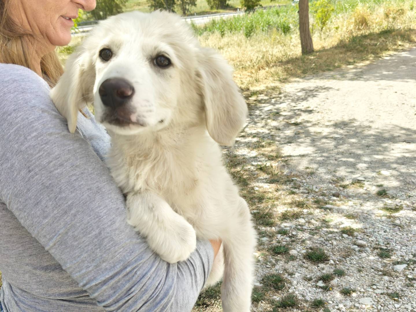 Adotta un cane, taglia media, femmina, Trapani