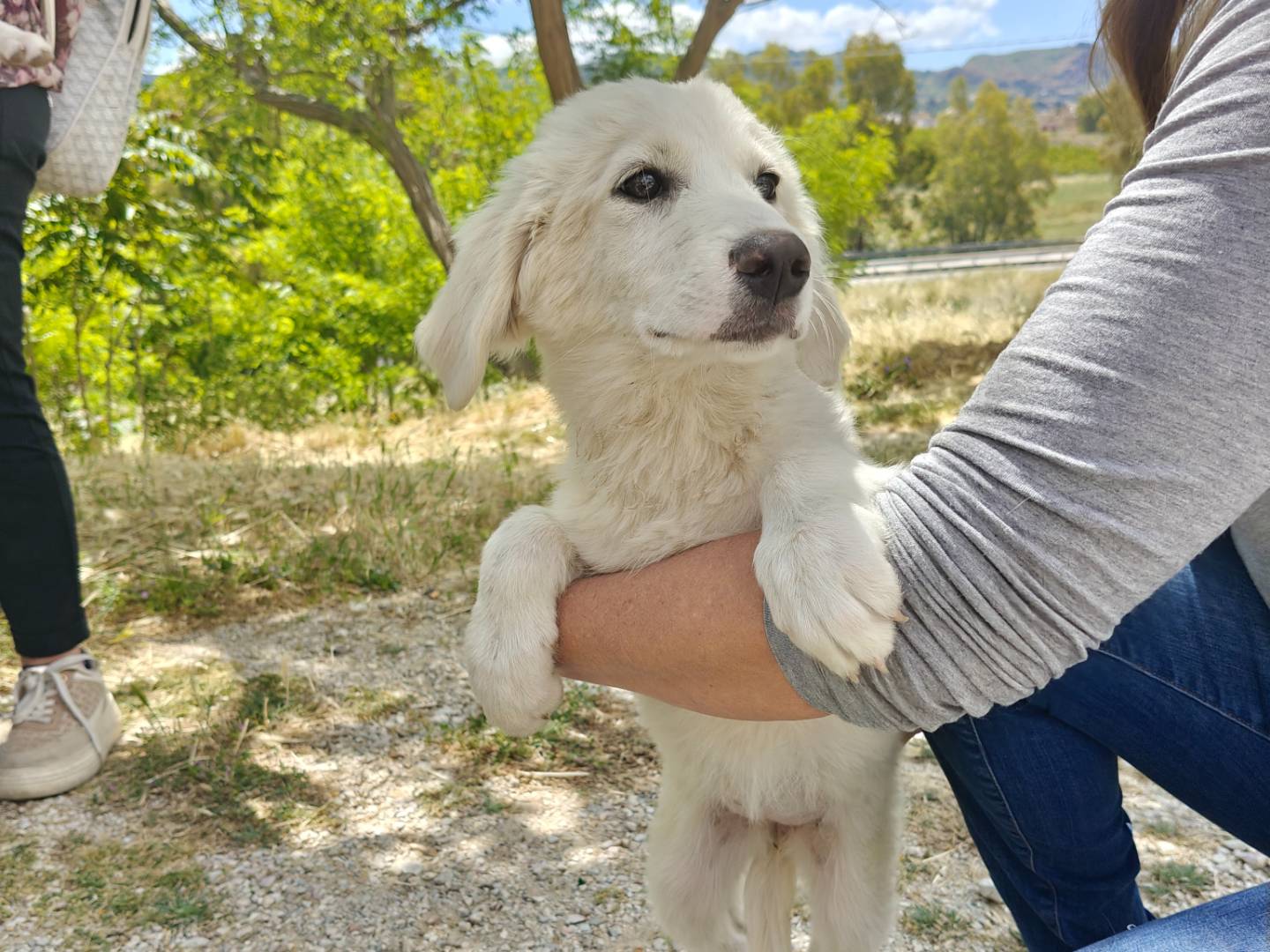 Vuoi adottare un cane a Trapani?