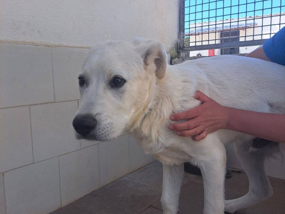 Adotta il cane MAX WHITE a Caserta
