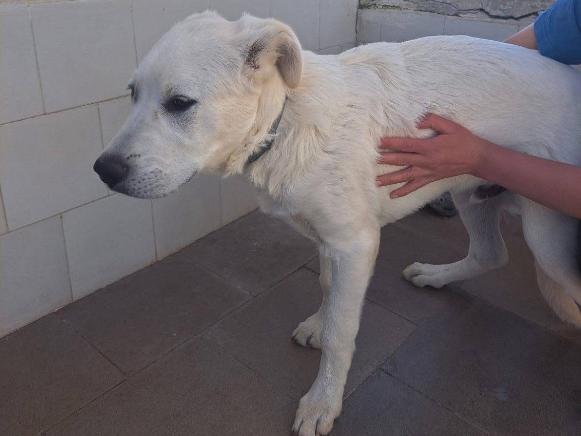 Vuoi adottare un cane a Caserta?