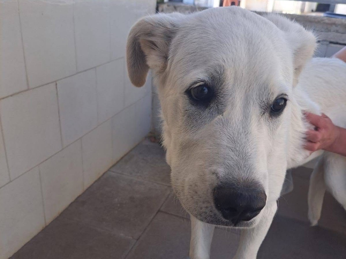 Adotta un cane, taglia grande, maschio, Caserta