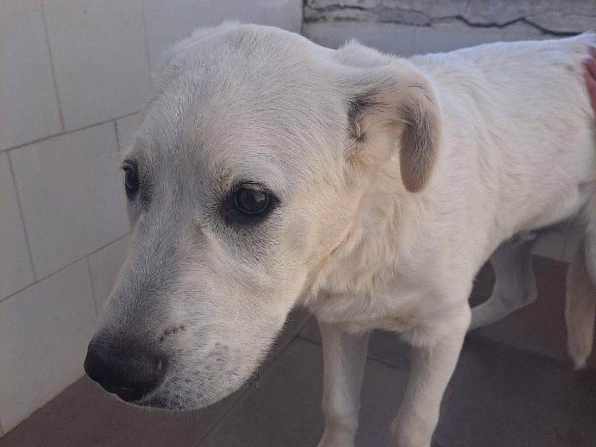 Adotta un cane, maschio, 4 mesi, Caserta