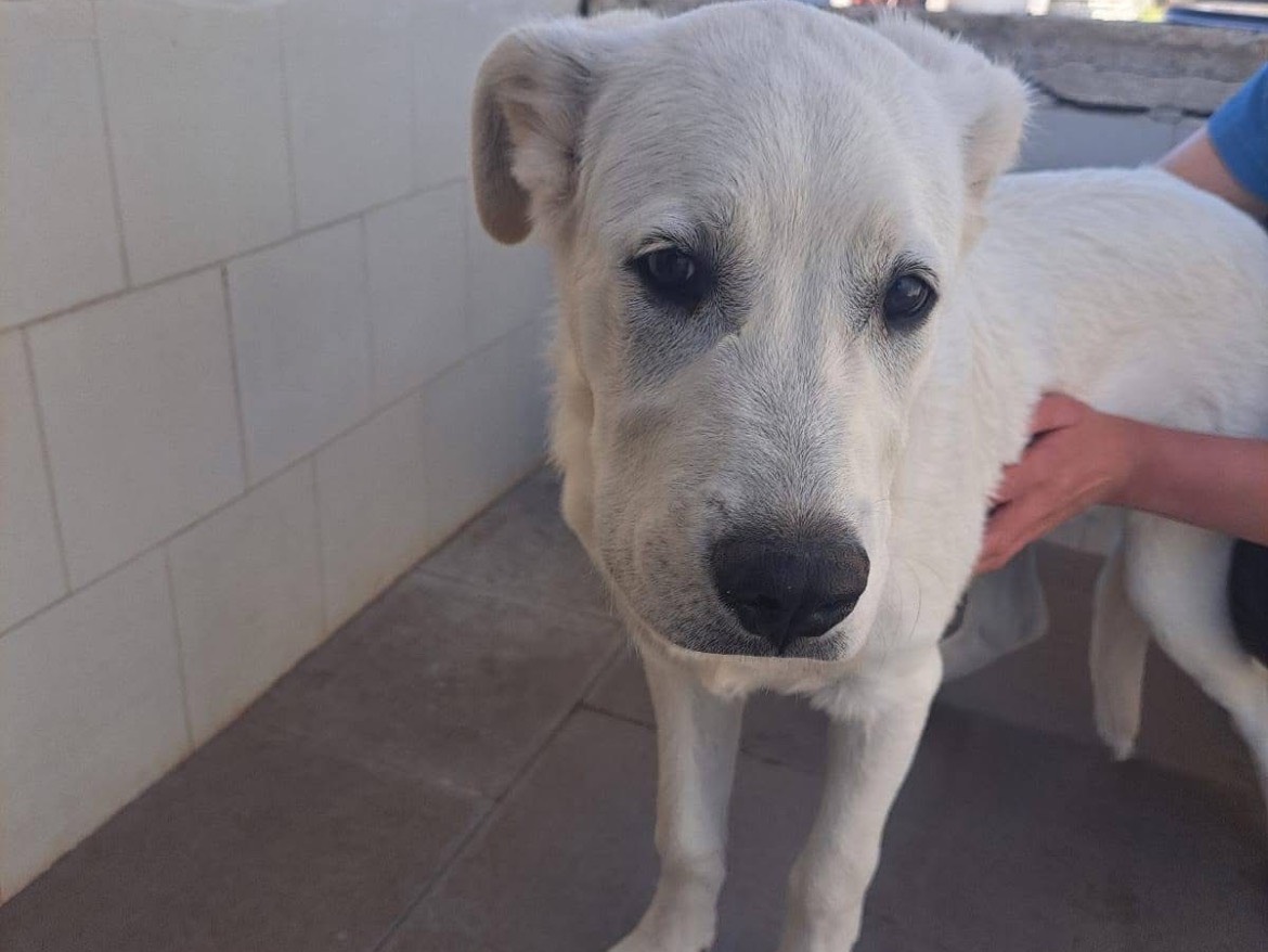 Adozione cane, maschio, Labrador Retriever Razza sconosciuta, 4 mesi, taglia grande, Caserta