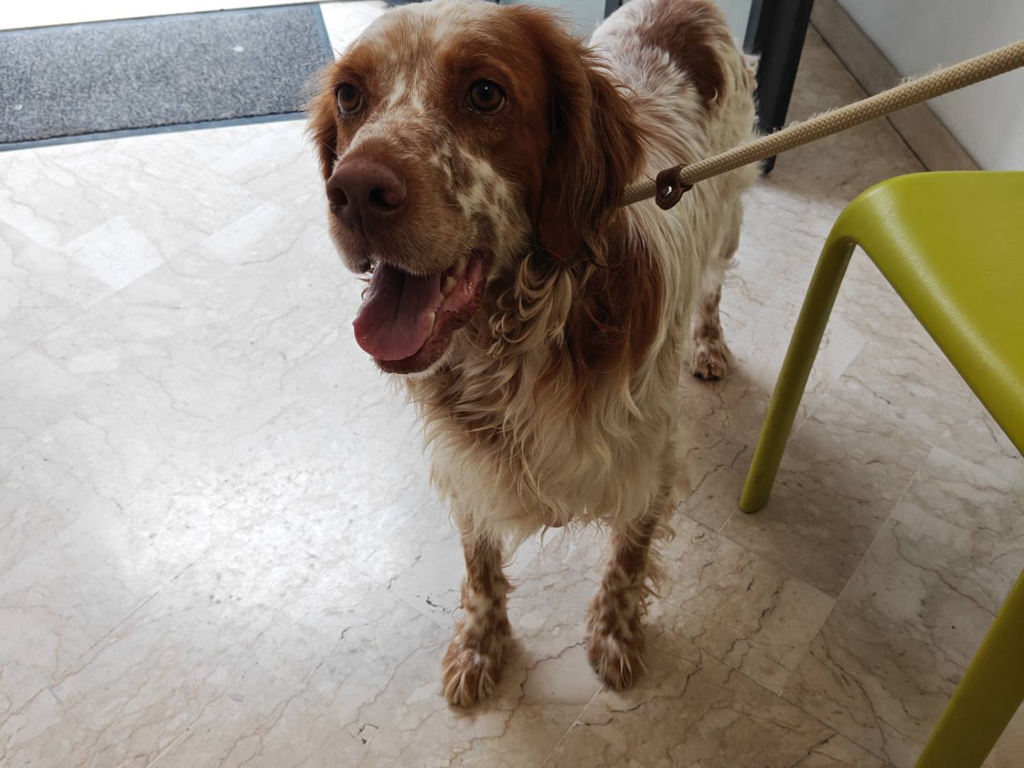 Adozione cane, maschio, Setter Inglese Razza sconosciuta, 6 anni e 4 mesi, taglia media, Trapani