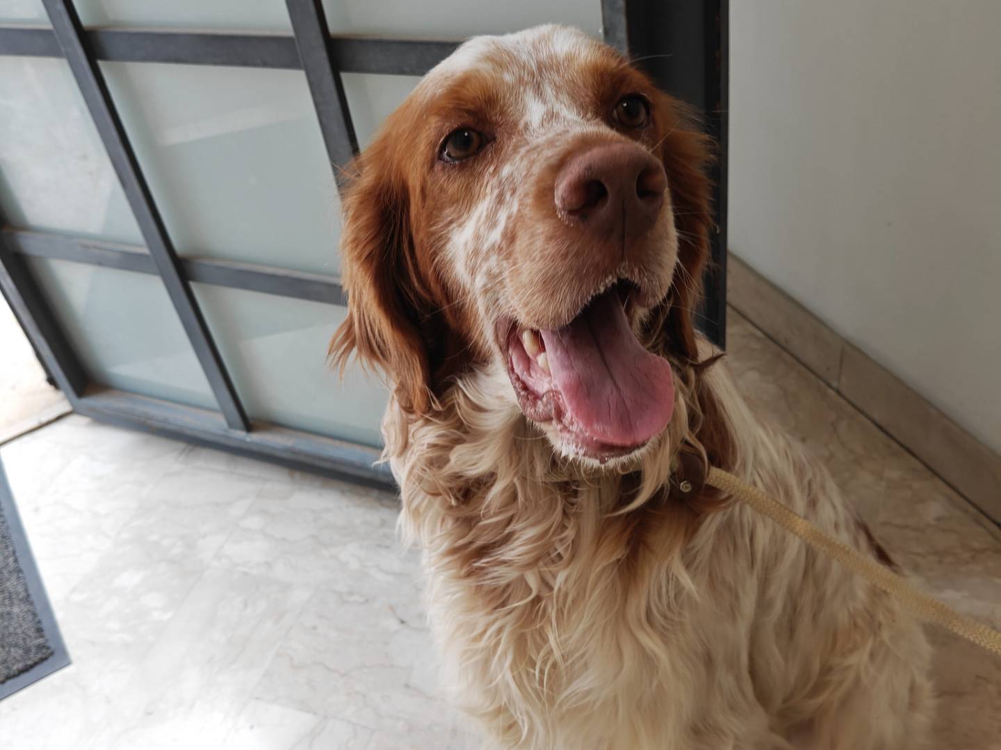 Adotta un cane, taglia media, maschio, Trapani