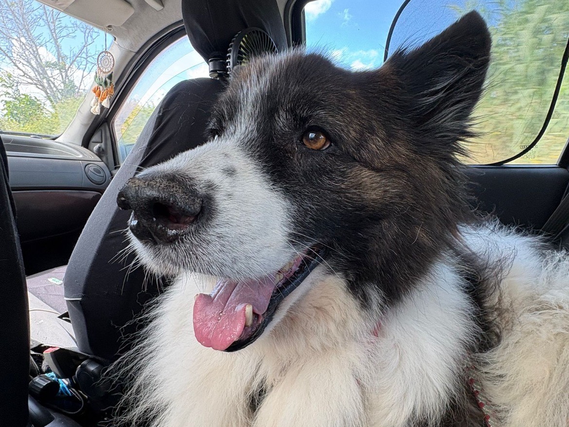 Adotta un cane, maschio, 10 anni e 7 mesi, Caserta