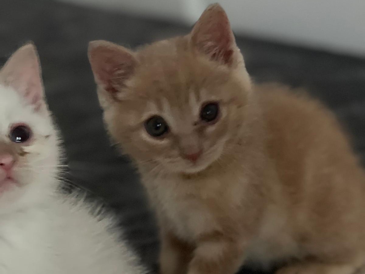 Adotta un gatto, maschio, 1 mesi, Trento
