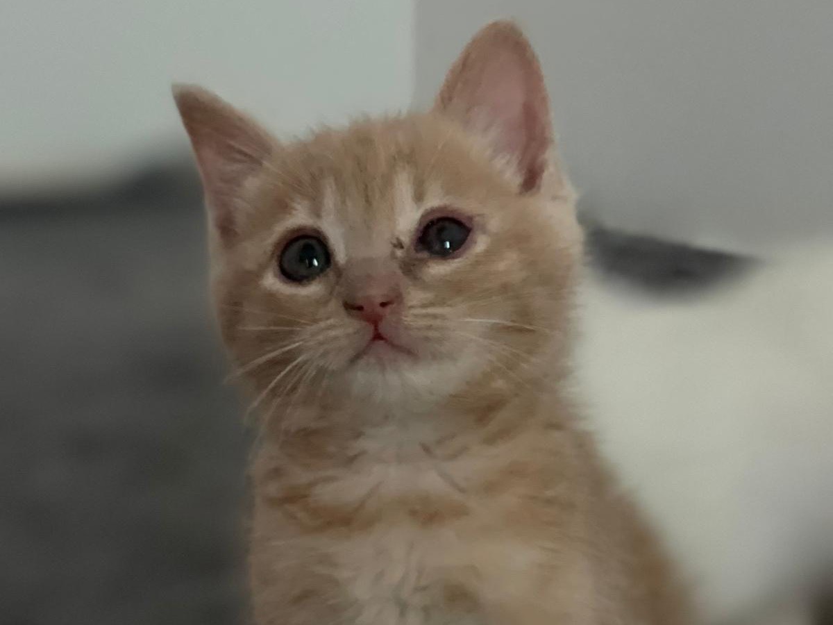 Adozione gatto, maschio, Razza sconosciuta Razza sconosciuta, 1 mesi, taglia non valida, Trento