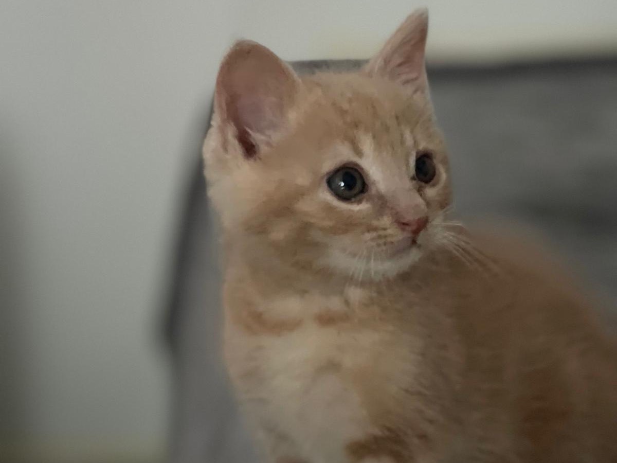 Adotta un gatto, taglia non valida, maschio, Trento