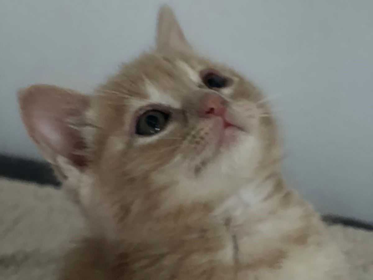 Vuoi adottare un gatto a Trento?