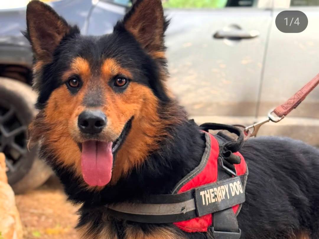 Adozione cane, maschio, Razza sconosciuta Razza sconosciuta, 2 anni e 1 mese, taglia media, Lecce