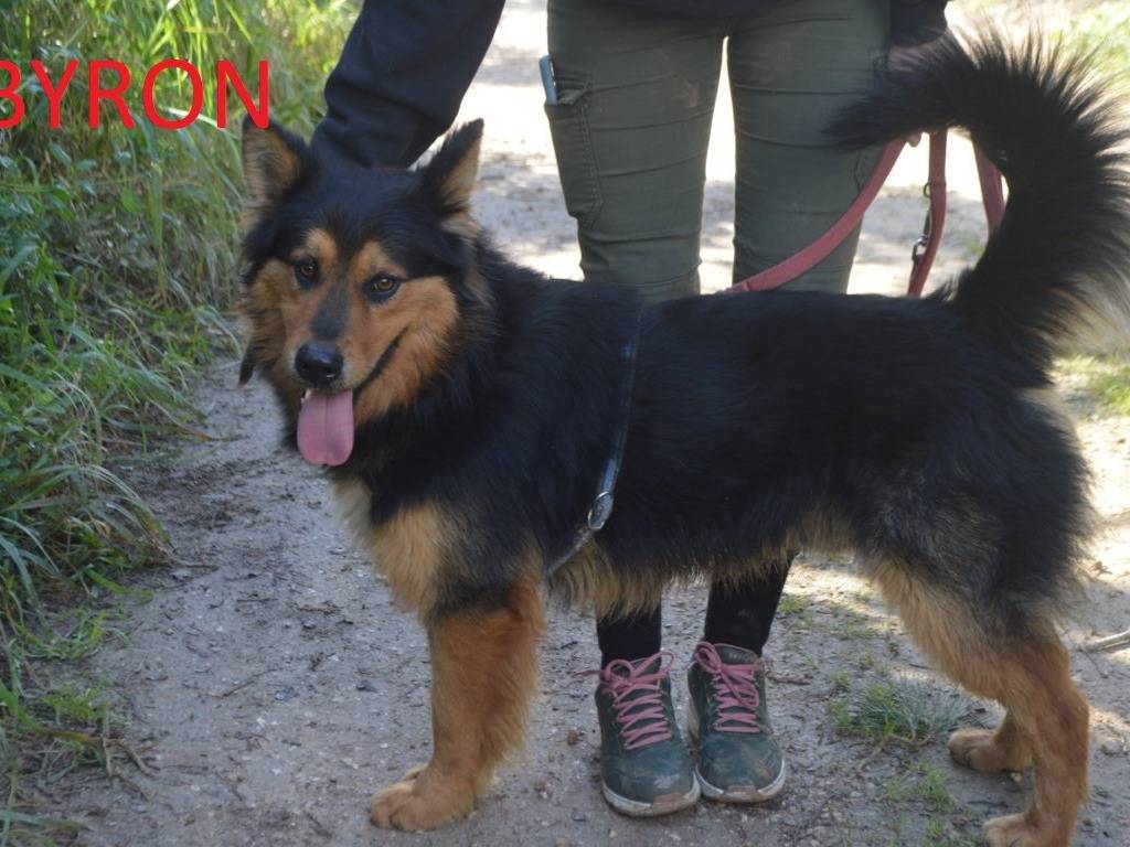 Adotta un cane, maschio, 2 anni e 1 mese, Lecce