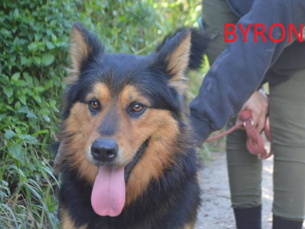 Adotta un cane, taglia media, maschio, Lecce