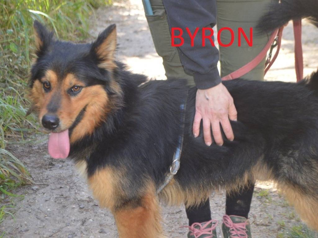 Vuoi adottare un cane a Lecce?