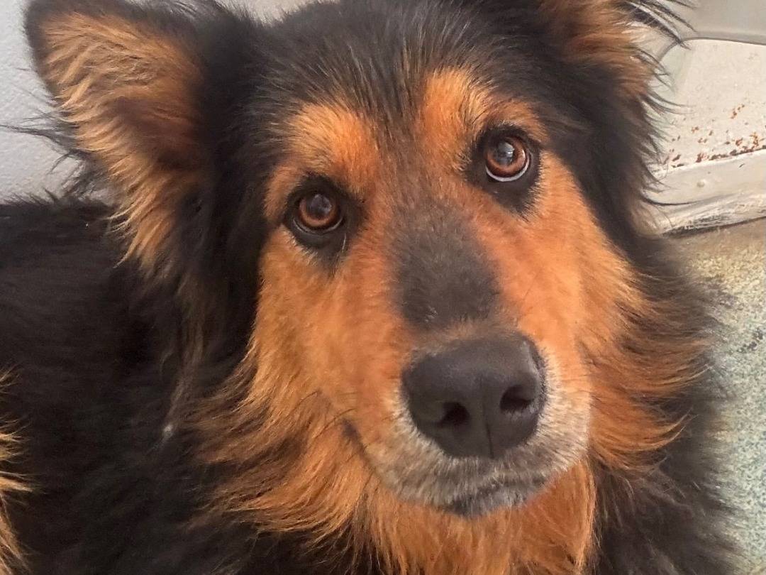 Adotta il cane Byron a Lecce