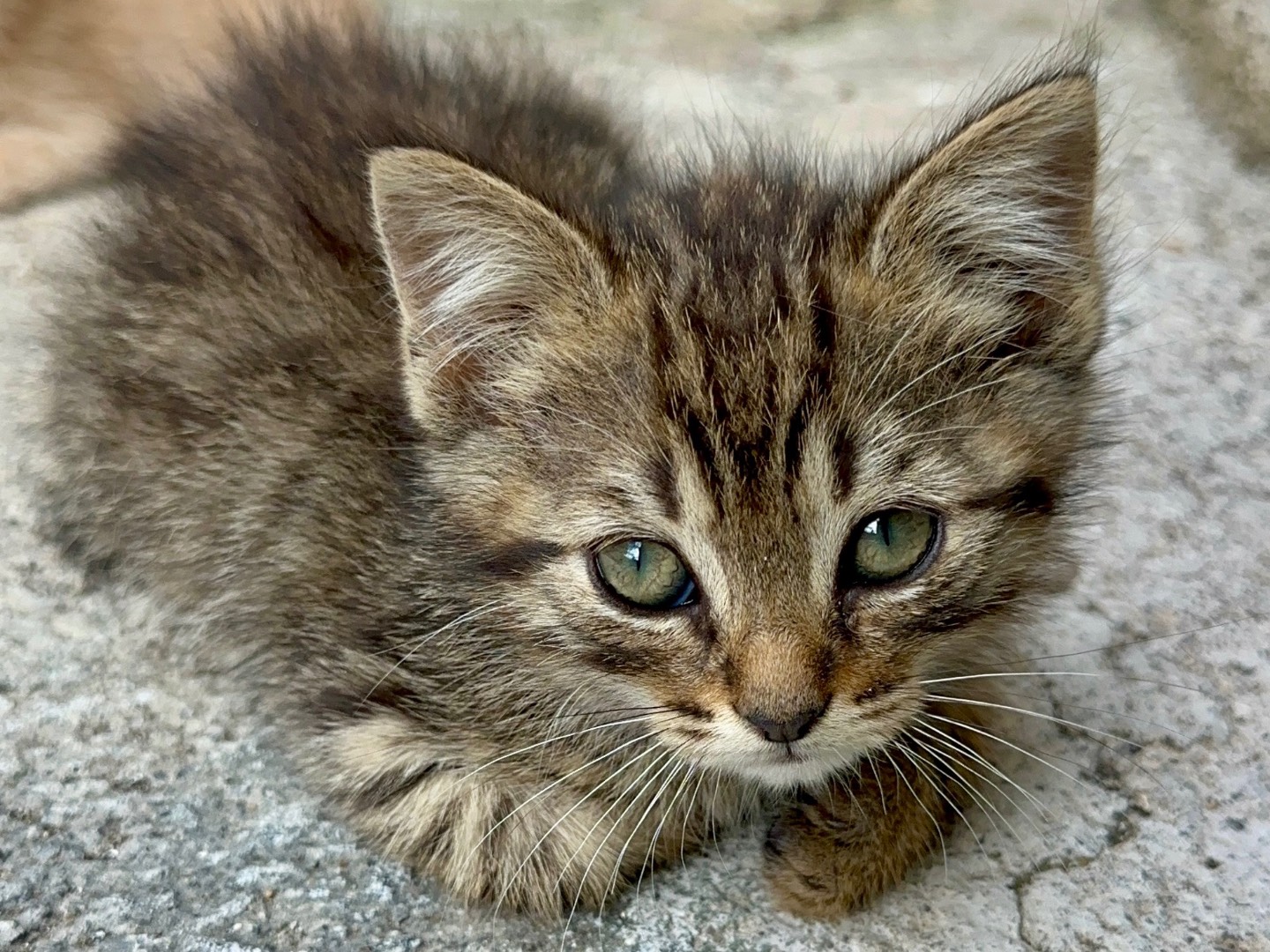 Adozione gatto, maschio, Razza sconosciuta Razza sconosciuta, 2 mesi, taglia non valida, Firenze