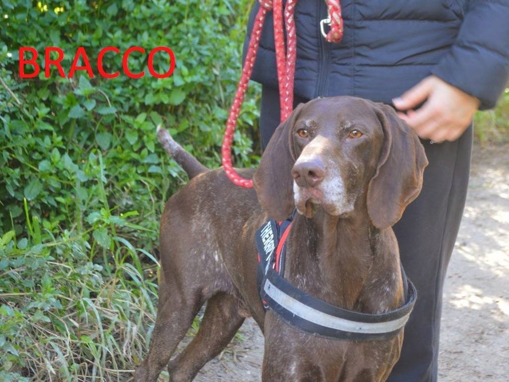 Adozione cane, maschio, Bracco Razza sconosciuta, 2 anni e 9 mesi, taglia grande, Lecce
