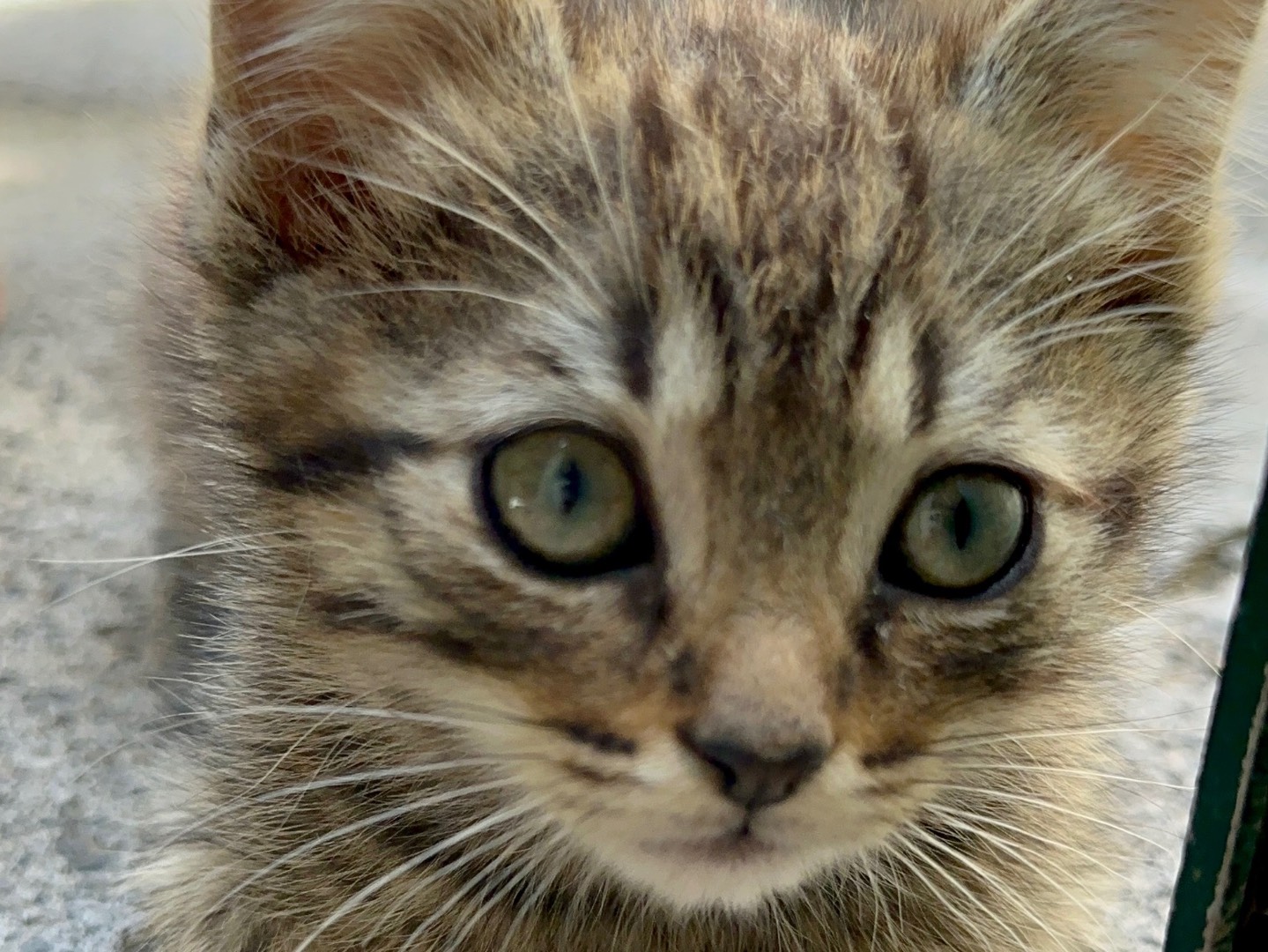 Adotta un gatto, maschio, 2 mesi, Firenze