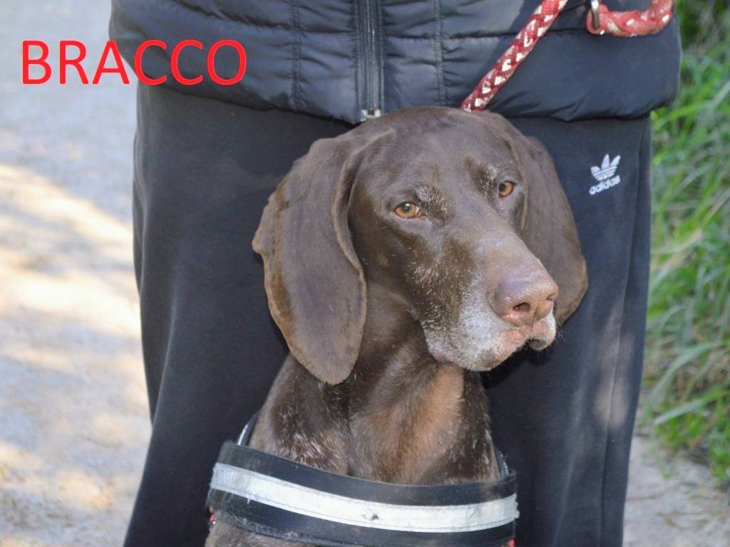 Adotta un cane, maschio, 2 anni e 9 mesi, Lecce
