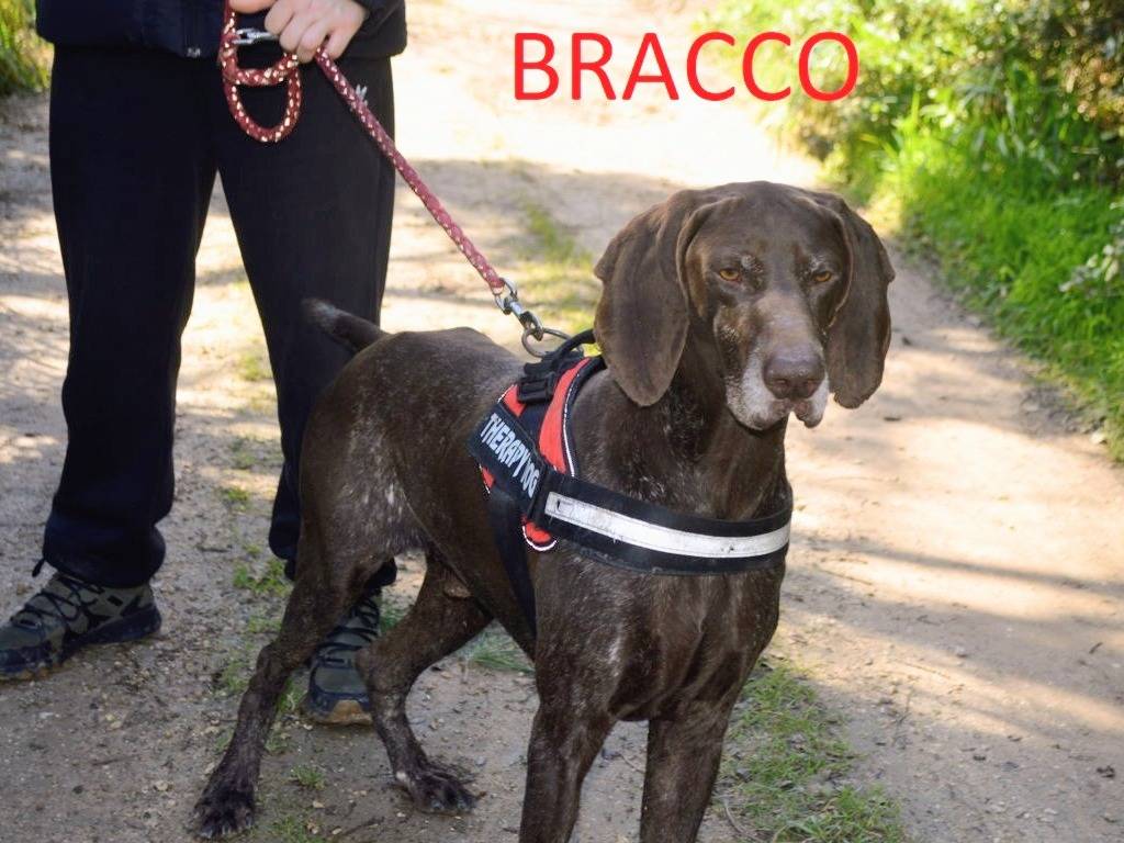 Adotta un cane, taglia grande, maschio, Lecce