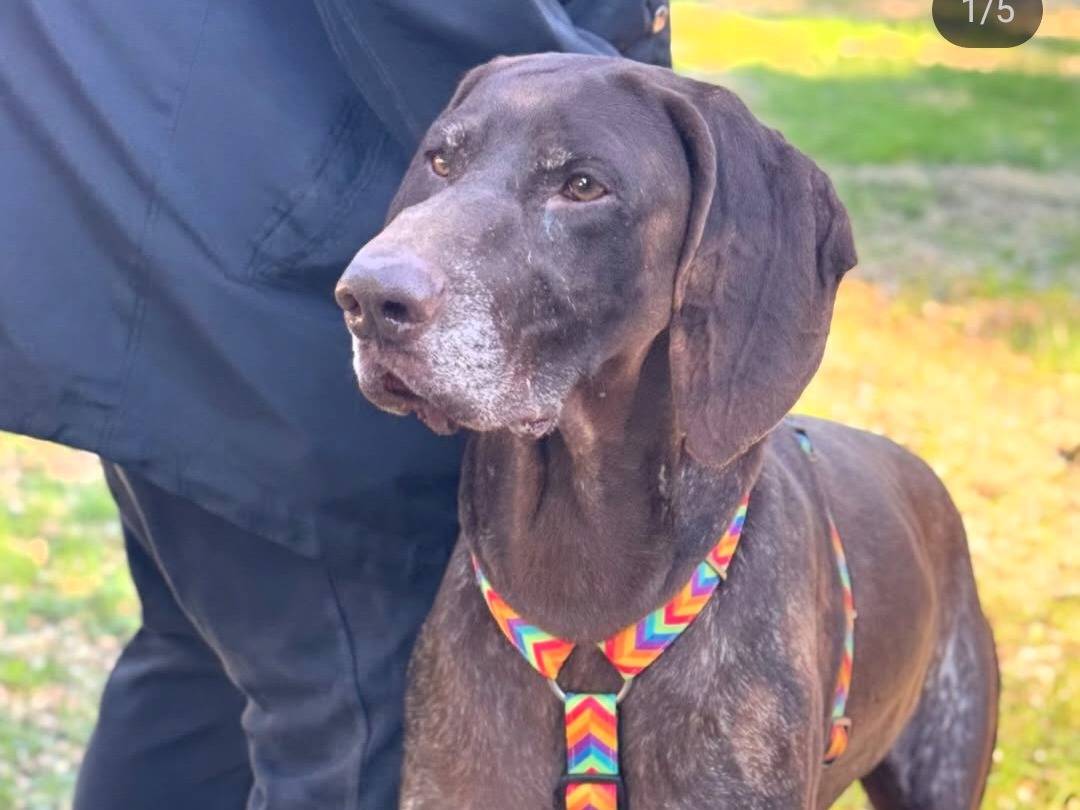 Vuoi adottare un cane a Lecce?