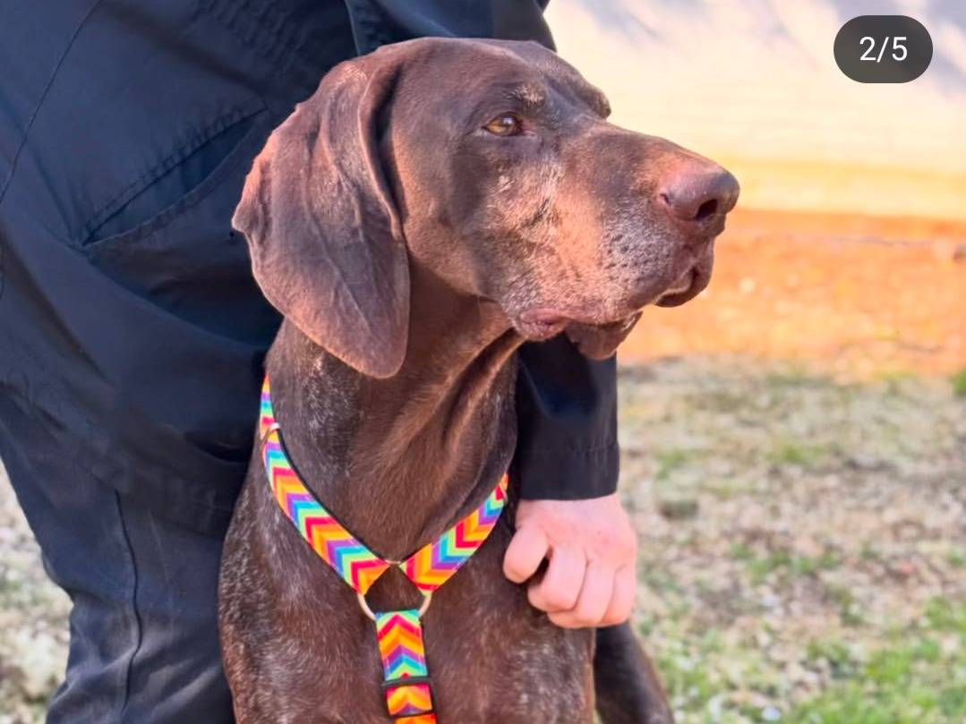 Adotta il cane Bracco a Lecce