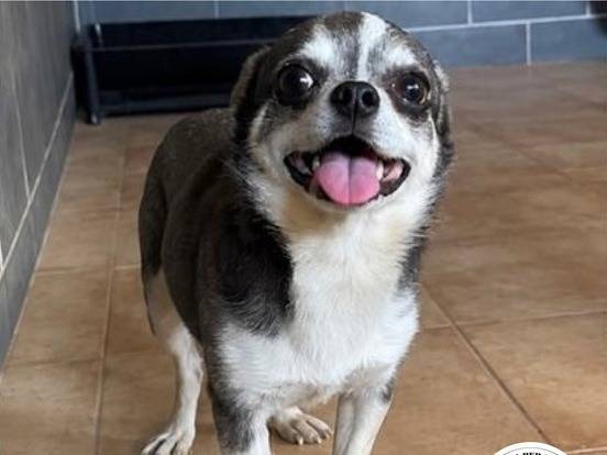 Adozione cane, maschio, Chihuahua Razza sconosciuta, 3 anni, taglia piccola, Milano