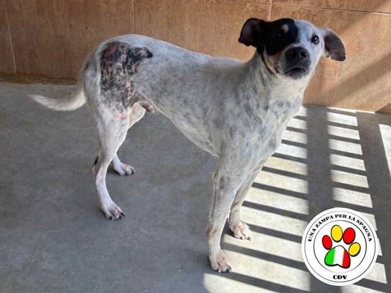 Adozione cane, maschio, Razza sconosciuta Razza sconosciuta, 2 anni e 1 mese, taglia media contenuta, Milano