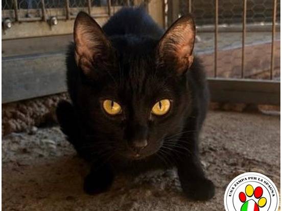 Adozione gatto, femmina, Razza sconosciuta Razza sconosciuta, 11 mesi, taglia non valida, Milano