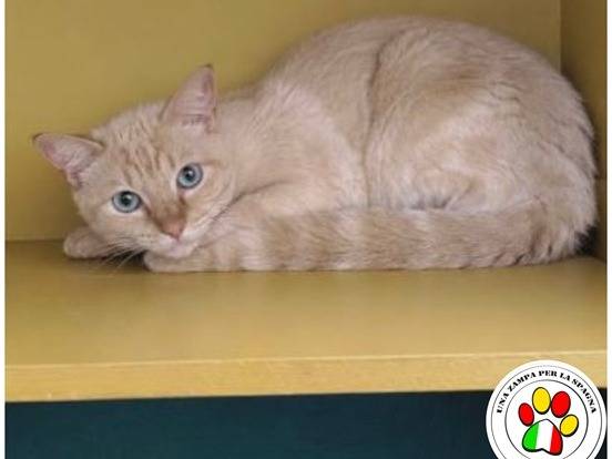 Adozione gatto, maschio, Razza sconosciuta Razza sconosciuta, 2 anni e 2 mesi, taglia non valida, Milano