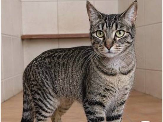 Adozione gatto, femmina, Razza sconosciuta Razza sconosciuta, 1 anno e 11 mesi, taglia non valida, Milano