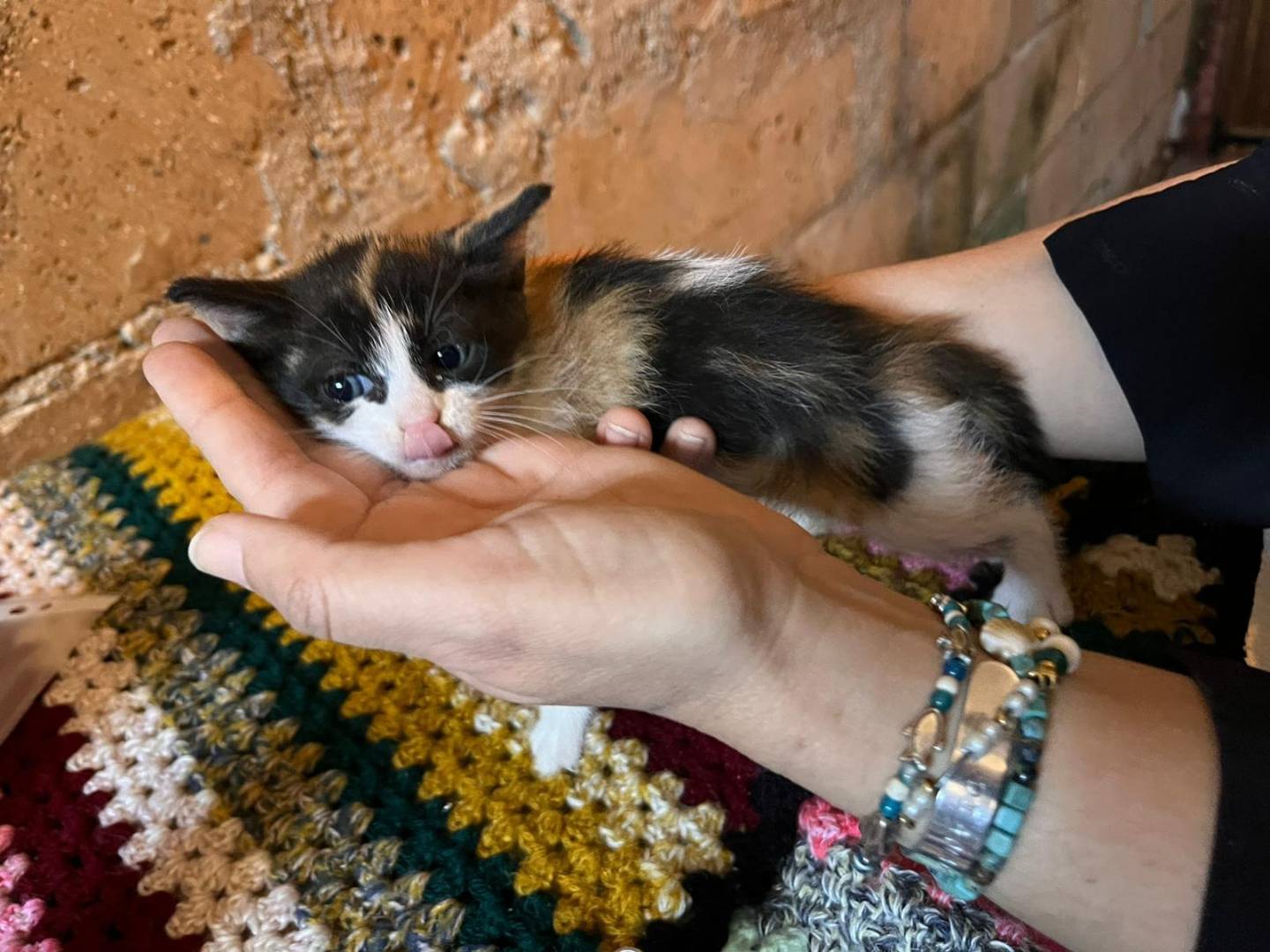 Adotta un gatto, femmina, 1 mesi, Roma