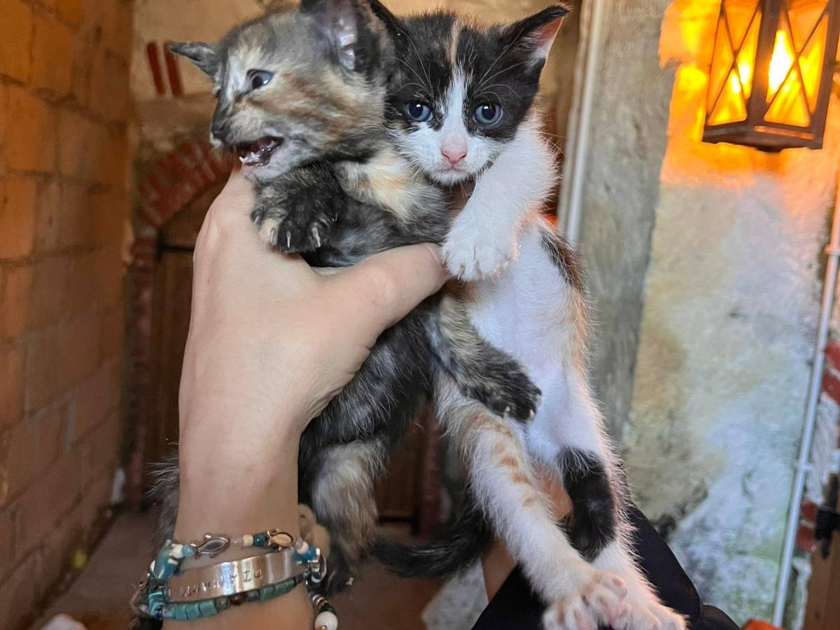Adotta un gatto, taglia non valida, femmina, Roma