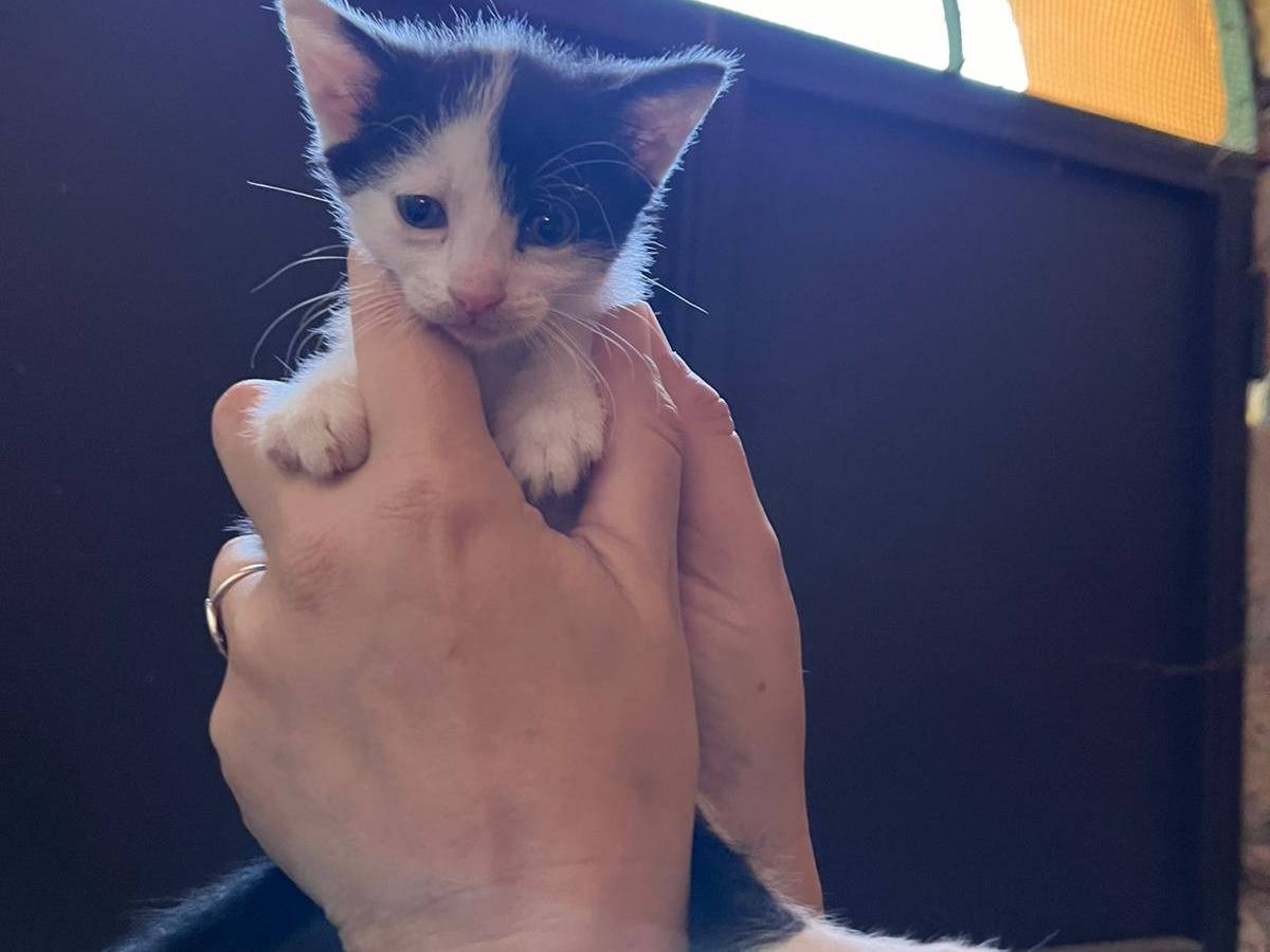 Vuoi adottare un gatto a Roma?