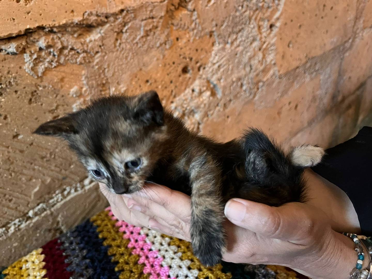 Adotta il gatto KENYA TOGO SAHARA TUNISIA a Roma